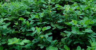 花生怎么施用葉面肥？花生葉面肥施用技術(shù)